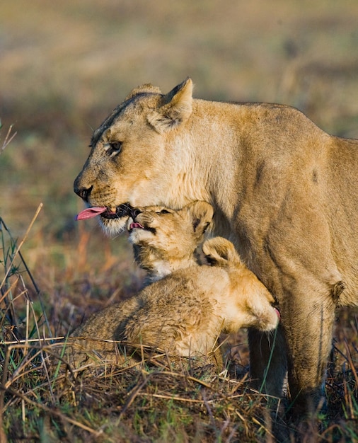 Leonessa con cuccioli