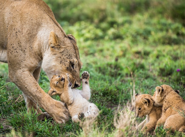 Leonessa con cucciolo in natura