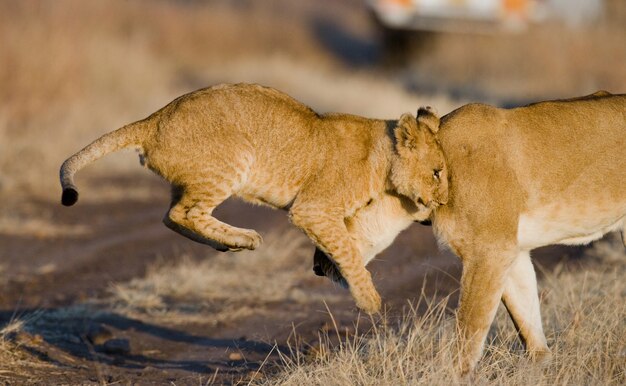 Leonessa e i suoi cuccioli stanno giocando tra loro nella savana. Parco Nazionale. Kenya. Tanzania. Masai Mara. Serengeti.