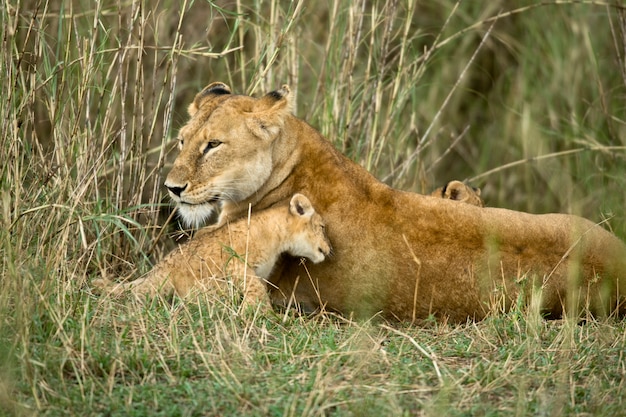 Leonessa e il suo cucciolo, Parco Nazionale del Serengeti, Serengeti, Tanzania