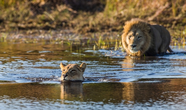 Leonessa e leone stanno nuotando nella palude