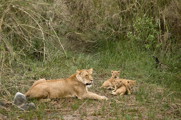 Leonessa e suoi cuccioli nel Serengeti, Tanzania, Africa