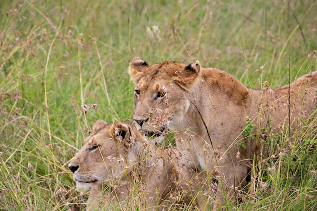 Leonessa faccia nell'erba nel Parco Nazionale del Masai Mara in Kenya