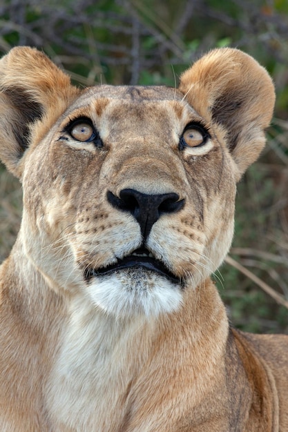 Leonessa Panthera leo Botswana