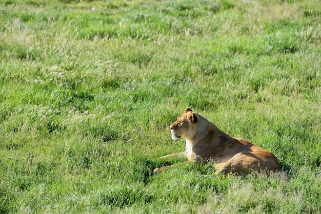 Leonessa sdraiata sull'erba