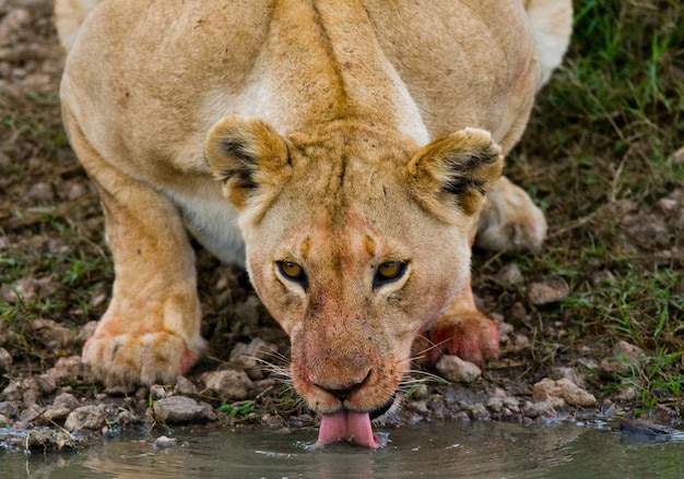 Leonessa sta bevendo l'acqua dalle pozzanghere. Kenya. Tanzania. Masai Mara. Serengeti.