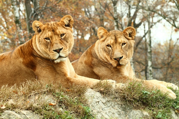 leonesse allo zoo safari