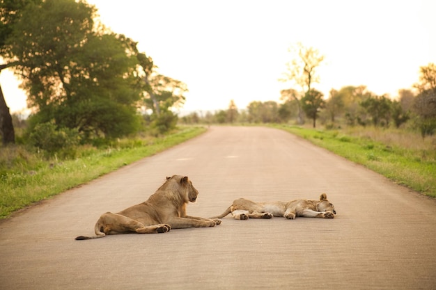 Leoni africani sdraiati in una strada in una riserva di caccia sudafricana