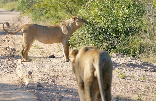 Leoni che camminano sulla strada Cucciolo di leone che giace in una strada di sabbia nel Parco Nazionale Kruger Sud Africa