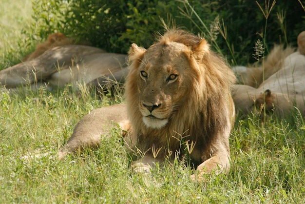 Leoni che si riposano sul campo erboso