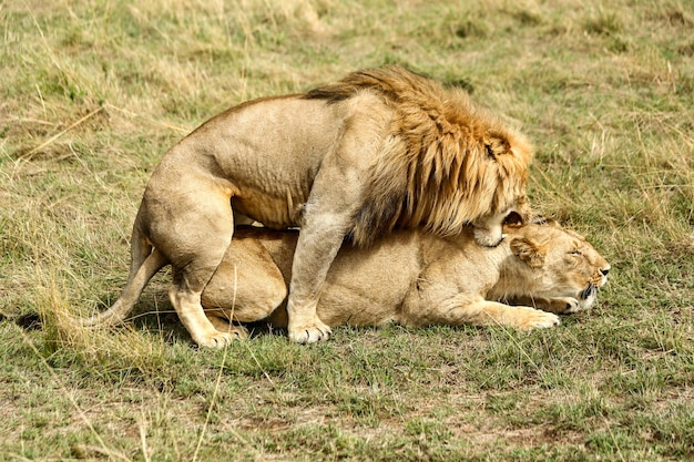 Leoni in riproduzione