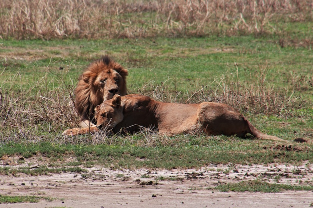 Leoni in safari in Kenia e Tanzania, Africa