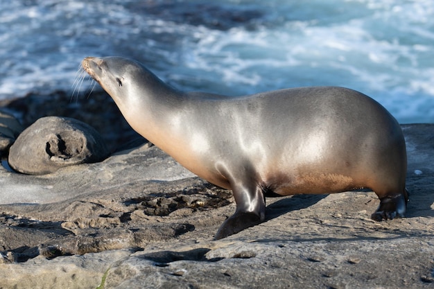 Leoni marini all'oceano. Colonia di foche, arctocephalus pusillus.