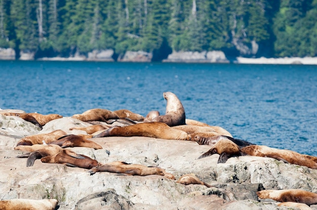 Leoni marini che si rilassano sulle rocce dell'Alaska