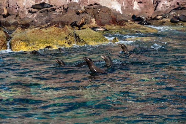 Leoni marini della California Zalophus californiacus sul mare di Cortez in Messico