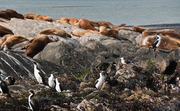 leoni marini e foche nella roccia, patagonia argentina