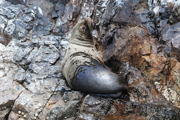 Leoni marini in lotta per una roccia nella costa peruviana alle isole Ballestas Perù