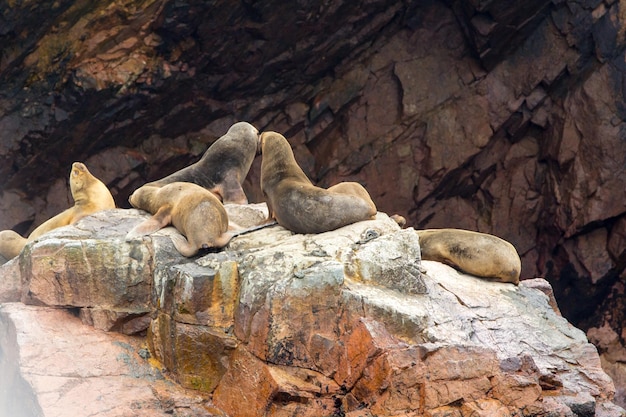 Leoni marini sudamericani che si rilassano sulle rocce delle isole Ballestas nel parco nazionale di Paracas, Perù. Flora e fauna