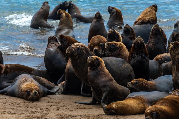 Leoni marini sulla sabbia della spiaggia