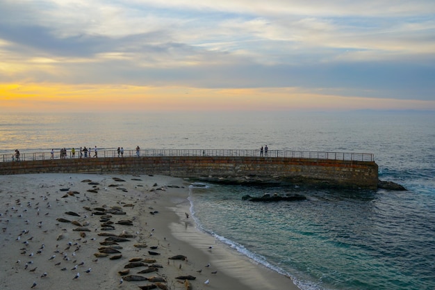 Leoni marini sulla spiaggia al tramonto