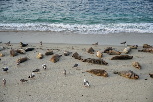 Leoni marini sulla spiaggia e gabbiani sulla sabbia.