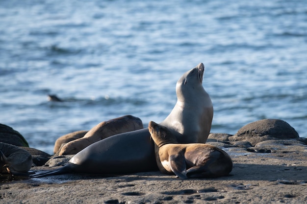 Leoni marini sulle rocce a San Diego, California.