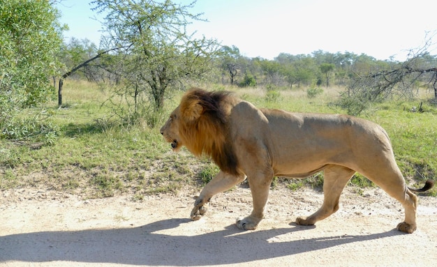 Leoni sudafricani su strada Leone maschio in piedi sulla strada campi coperti di erba nella giungla