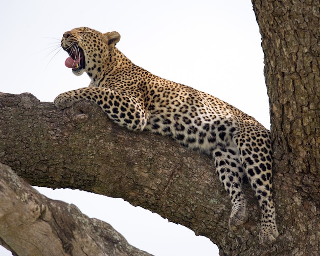 Leopard è sdraiato su un albero e sbadiglia. Parco Nazionale. Kenya. Tanzania. Maasai Mara. Serengeti.