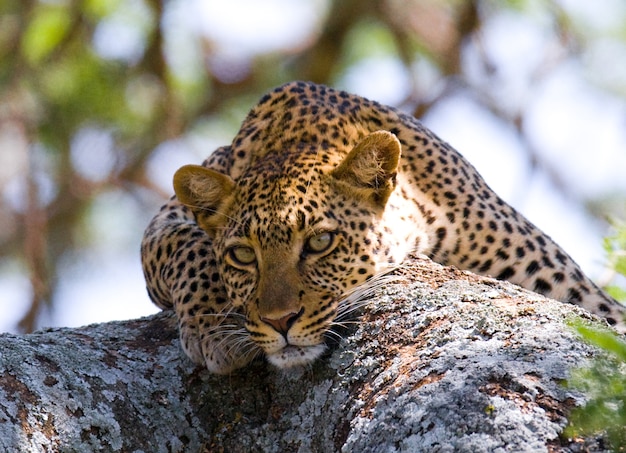 Leopard è sdraiato su un albero. Parco Nazionale. Kenya. Tanzania. Maasai Mara. Serengeti.