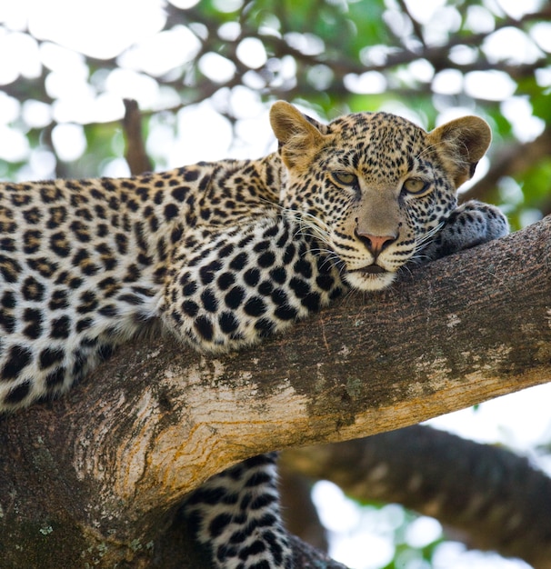 Leopard è sdraiato su un albero