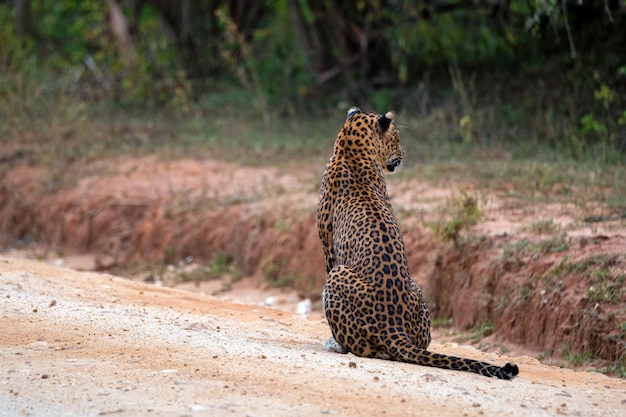 Leopard o panthera pardus kotya cammina su strada
