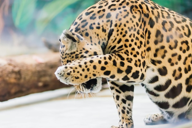 Leopard pantera padus kotiya bestia in una roccia