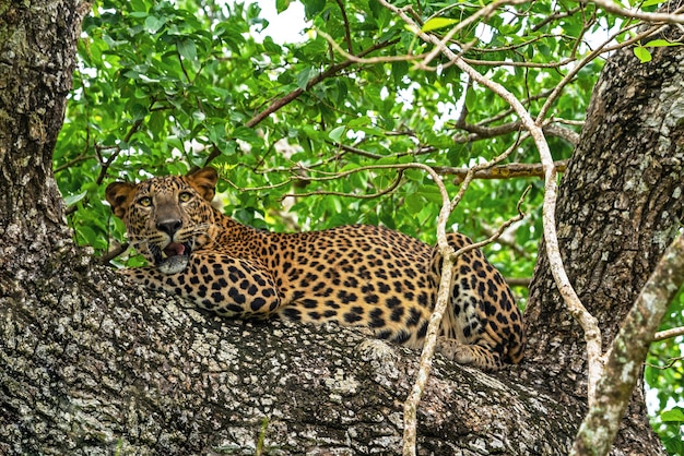 Leopard pantera selvaggia che ringhia animale posa sull'albero nella giungla