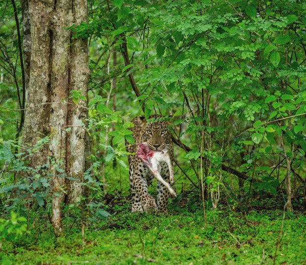 Leopard Panthera pardus kotiya con la preda nella giungla Sri Lanka Yala National Park