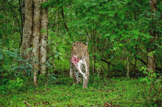 Leopard Panthera pardus kotiya con la preda nella giungla Sri Lanka Yala National Park