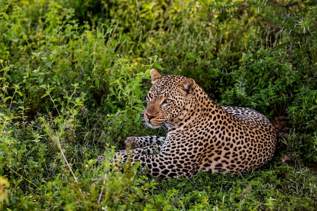 Leopard sdraiato, Serengeti, Tanzania