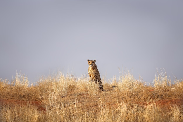 Leopard si trova nel deserto del Kalahari Namibia