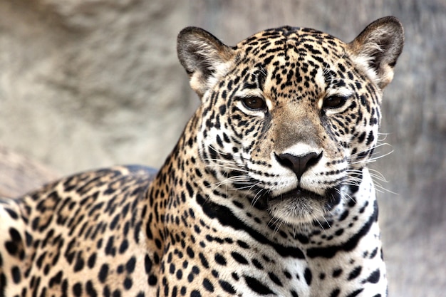 Leopard stava guardando qualcosa.