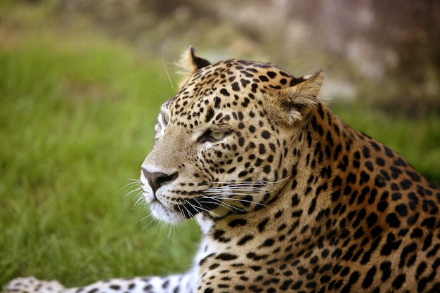 Leopardo africano su erba verde