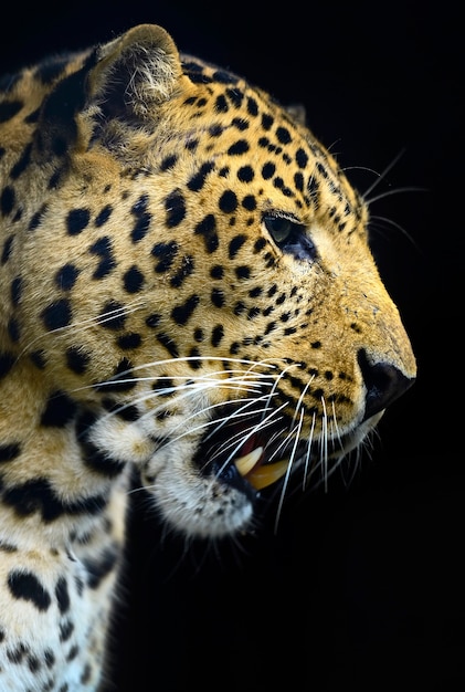 Leopardo allo stato brado sull'isola dello Sri Lanka