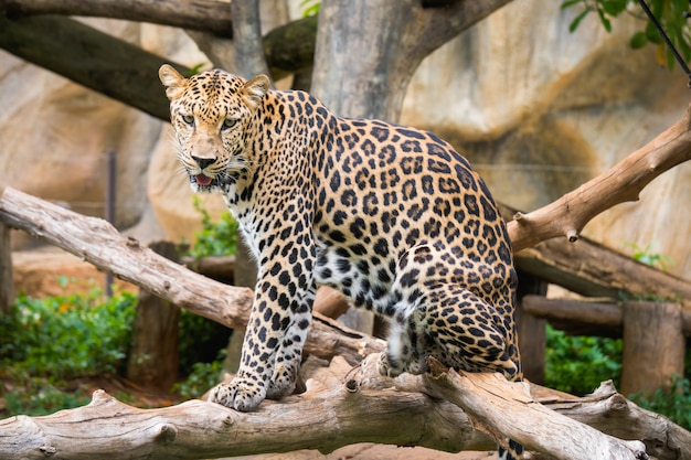 Leopardo che sta sull&#39;albero in zoo