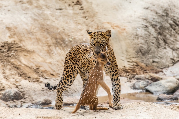 Leopardo con la preda sta camminando lungo una strada forestale