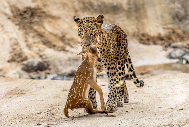 Leopardo con la preda sta camminando lungo una strada forestale