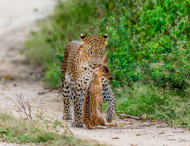 Leopardo con la preda sta camminando lungo una strada forestale