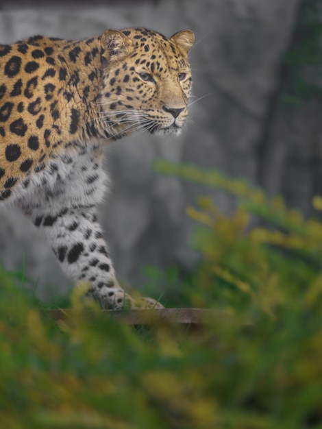 Leopardo dell'Amur