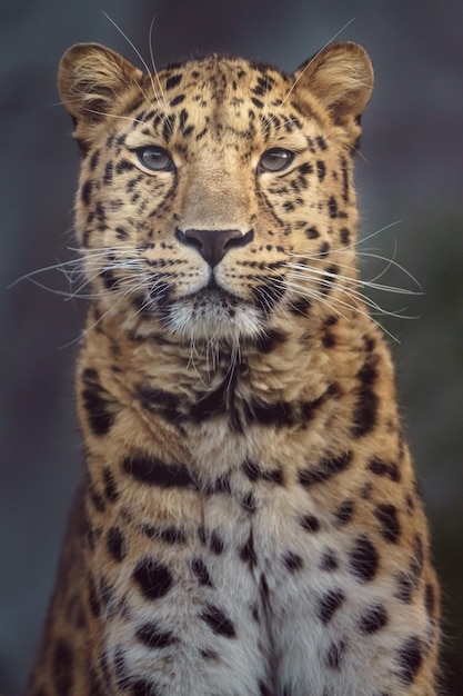 Leopardo dell'Amur