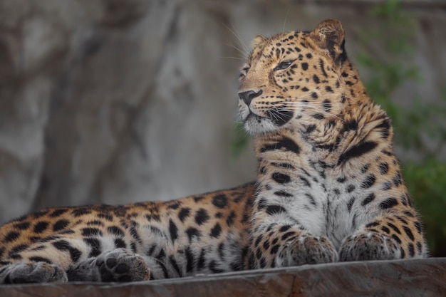 Leopardo dell'Amur