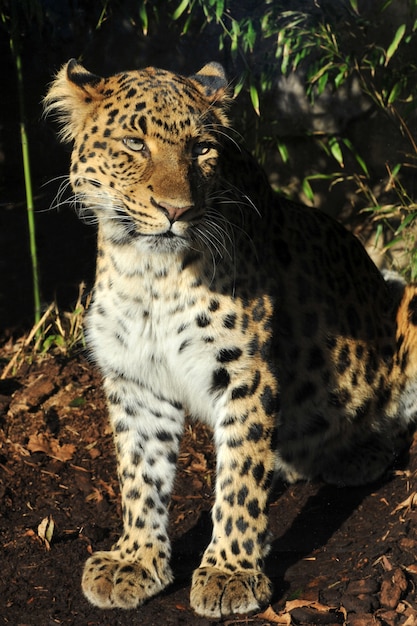 Leopardo dell'Amur