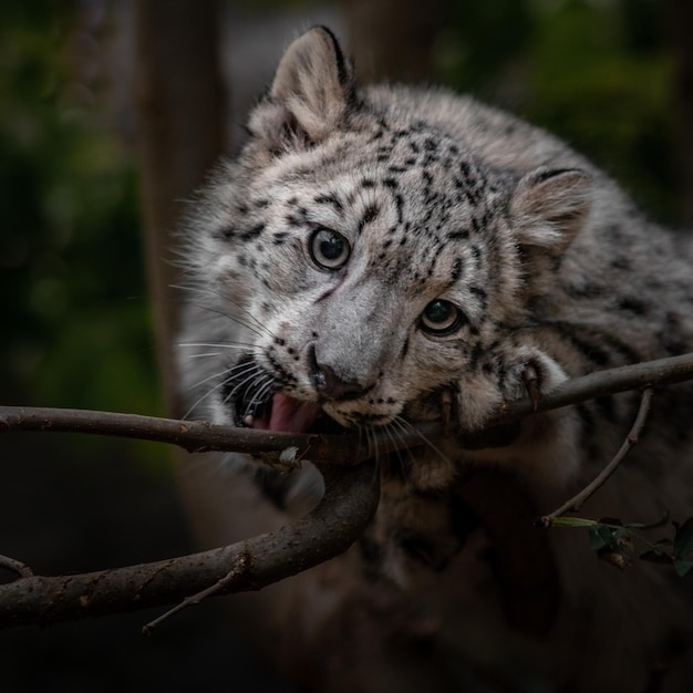 Leopardo delle nevi Irbis