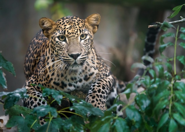 Leopardo dello Sri Lanka